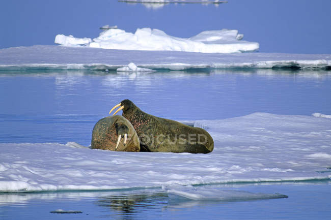 Duas morsas atlânticas lutando em gelo pacote, Arquipélago de Svalbard, Ártico Noruega — Fotografia de Stock