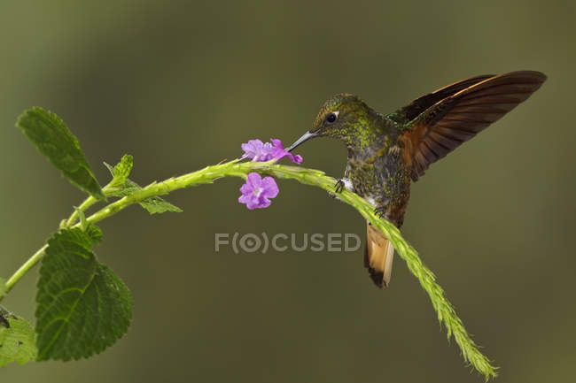 Buff-Tail Coronet Kolibri, der sich im Flug von Blumen ernährt, Nahaufnahme. — Stockfoto