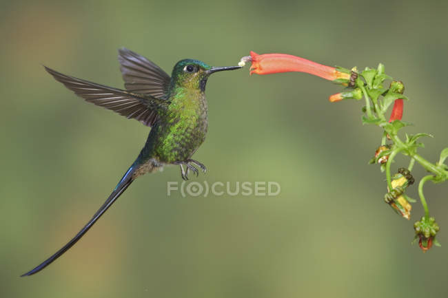 Violet-tailed sylph feeding at a flower while flying at the Mindo Loma  reserve in northwest Ecuador. — Stock Photo