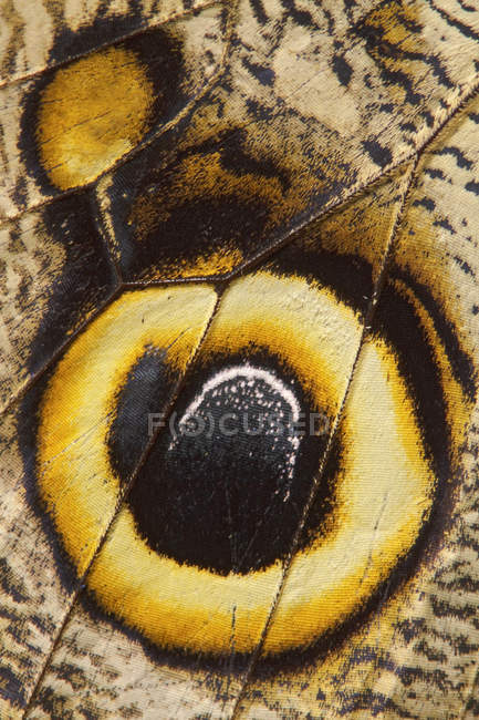Close-up de padrão de asa de borboleta
. — Fotografia de Stock