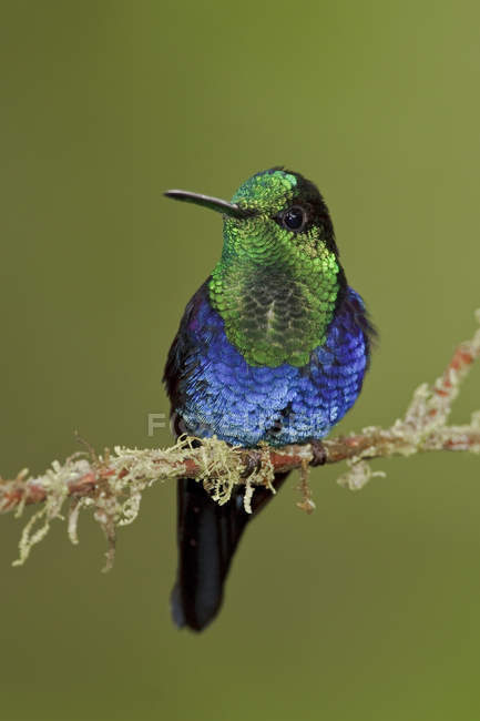 Green-crowned woodnymph perched on branch in rain forest reserve. — Stock Photo