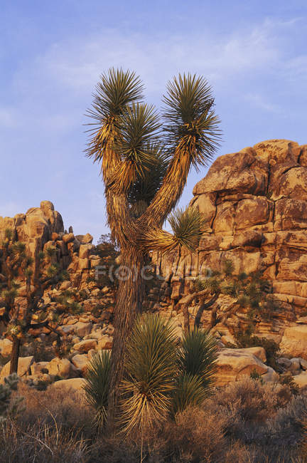 Joshua Tree crece en el desierto del Parque Nacional Joshua Tree, California, EE.UU. - foto de stock
