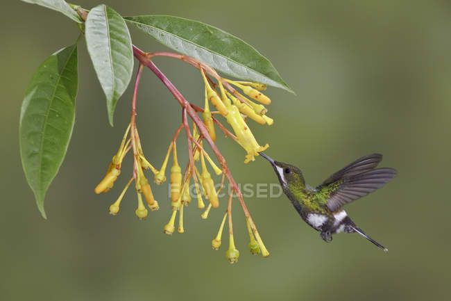 Primo piano del colibrì dalla coda spinosa verde che si nutre in volo presso la pianta da fiore tropicale
. — Foto stock