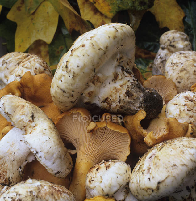 Fresh portobello and chanterelle mushrooms, close-up — Stock Photo