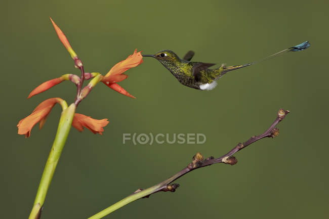 Gros plan de colibri à queue de raquette rousse se nourrissant de fleurs alors qu'il vole dans la forêt tropicale . — Photo de stock