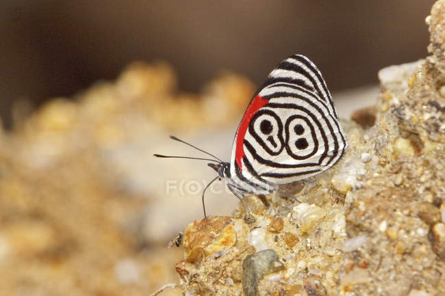 Farfalla seduta su terreno sabbioso, primo piano — Foto stock