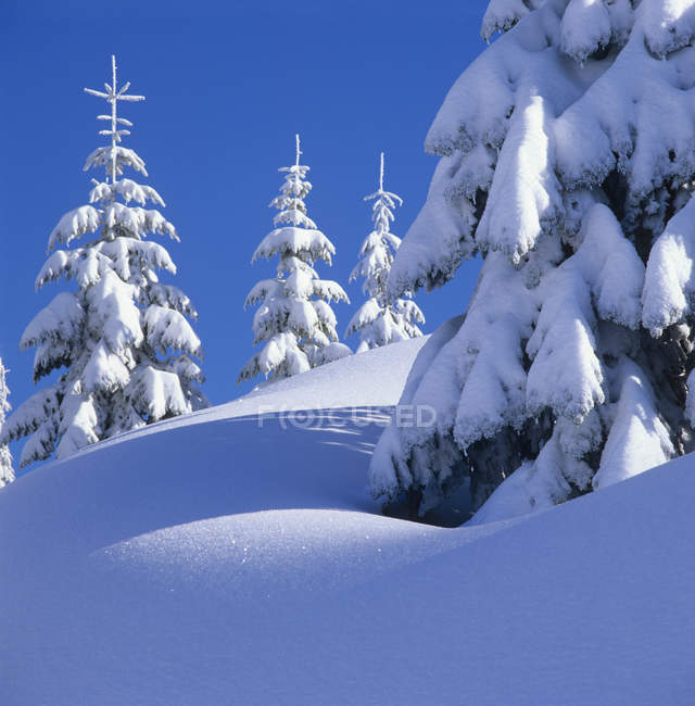 Árvores cobertas de neve em Mount Elphinstone, British Columbia, Canadá . — Fotografia de Stock