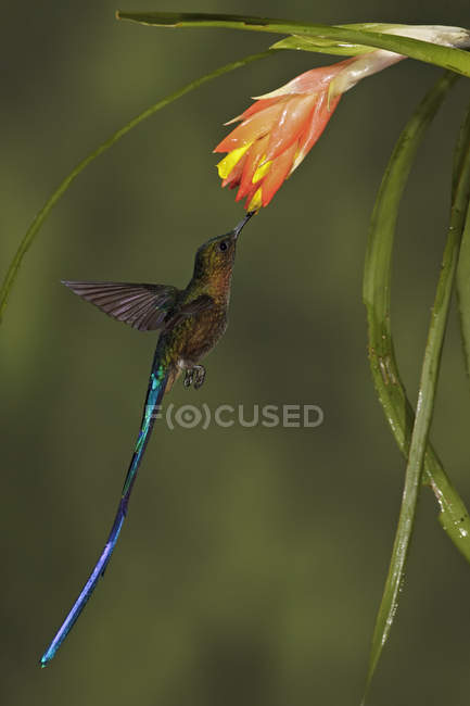 Sylph da coda viola che si nutre a un fiore mentre vola in tropici . — Foto stock
