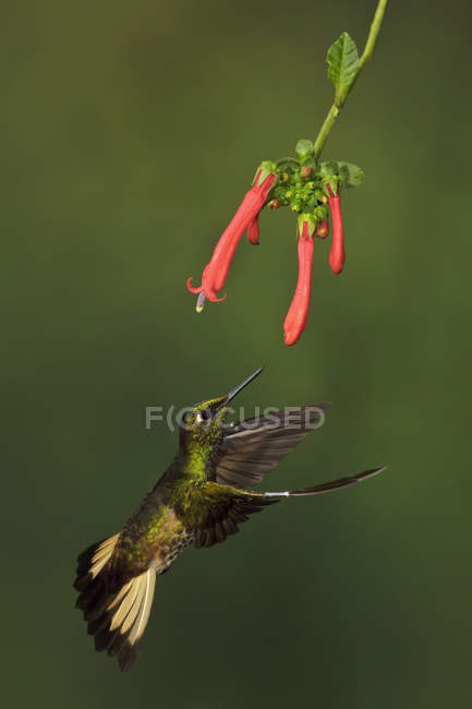 Corona coda buff colibrì alimentazione a fiori durante il volo, primo piano . — Foto stock
