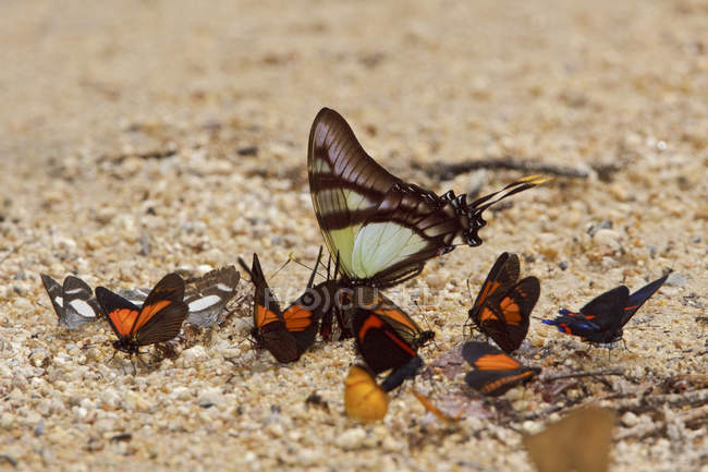 Farfalle sedute su terreno sabbioso, primo piano — Foto stock
