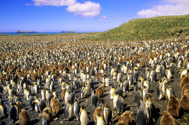 Пингвины и птенцы Кинг на равнине Солсбери, остров Южной Джорджии, Южная Атлантика — стоковое фото