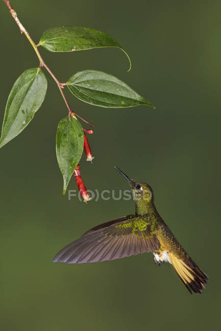 Colibri à queue chamois se nourrissant de fleurs en volant, gros plan . — Photo de stock