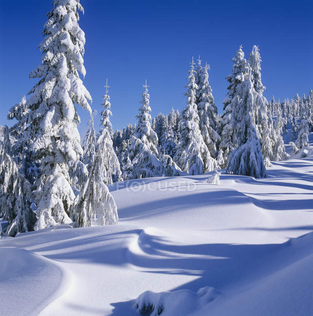 Árvores nevadas no Monte Elphinstone perto de Gibsons, Sunshine Coast, Colúmbia Britânica, Canadá . — Fotografia de Stock