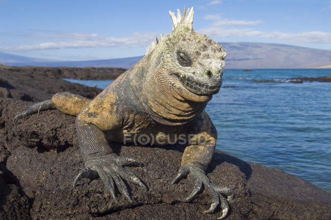 Marine iguana basking on rocks at Fernandina Island, Galapagos Archipelago, Ecuador — Stock Photo