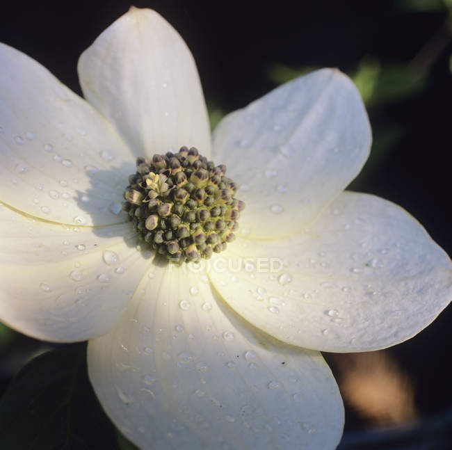 Close-up do centro e pétalas de Dogwood flor . — Fotografia de Stock
