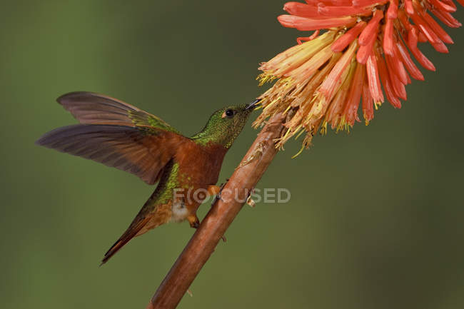 Chestnut-breasted coronet hummingbird perching on branch and feeding at flowers. — Stock Photo