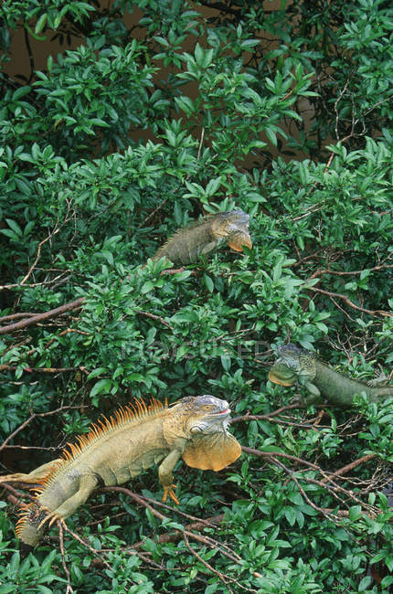 Grüne Leguane im Laub bei muelle, costa rica — Stockfoto