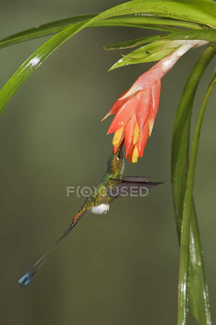 Colibrí de cola de raqueta con botas rufas volando mientras se alimenta en la planta con flores en el bosque tropical
. - foto de stock