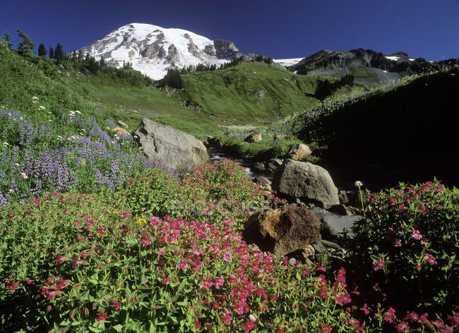 Wildblumen mit Bach auf Almwiese mit Mount Rainier in Washington, USA. — Stockfoto