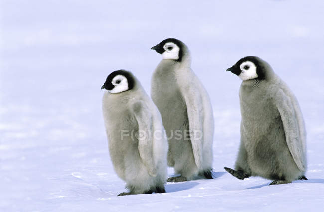Цыплята-пингвины идут по снегу, море Уэдделла, Антарктида . — стоковое фото