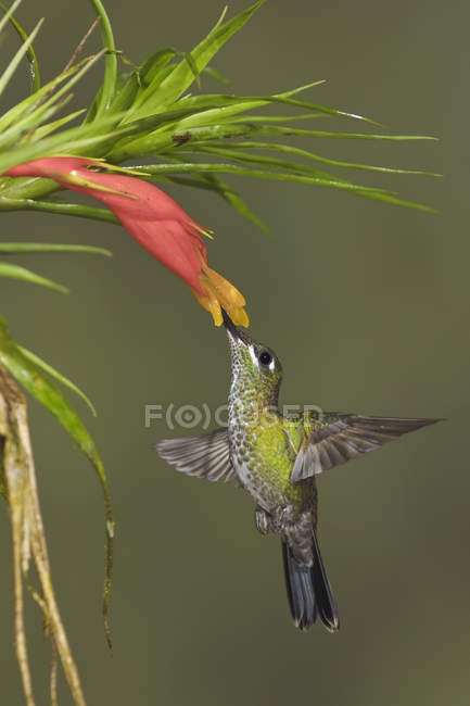 Зеленоголовая блестящая колибри, кормящая цветы во время полета, крупным планом
. — стоковое фото