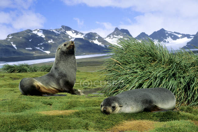 Foche da pelliccia antartiche che riposano nella pianura di Salisbury, nell'isola della Georgia del Sud, in Antartide — Foto stock