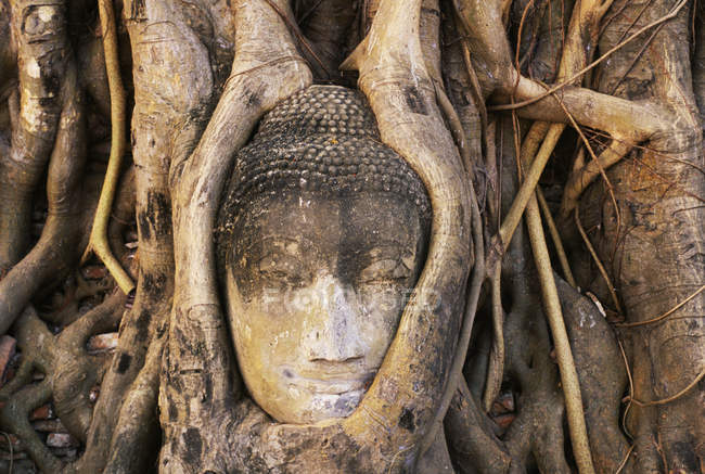 Cabeza de Buda entrelazada en las raíces de Banyan Tree en Wat Mahathat, Ayuthaya, Tailandia, Asia - foto de stock