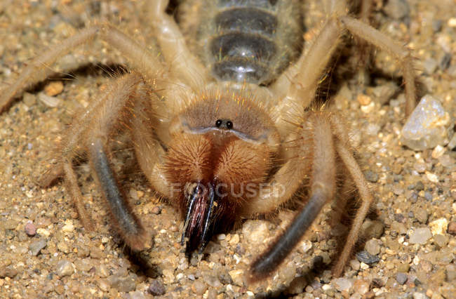 Скорпион ветра на песке пустыни Соноран, Аризона, США — стоковое фото