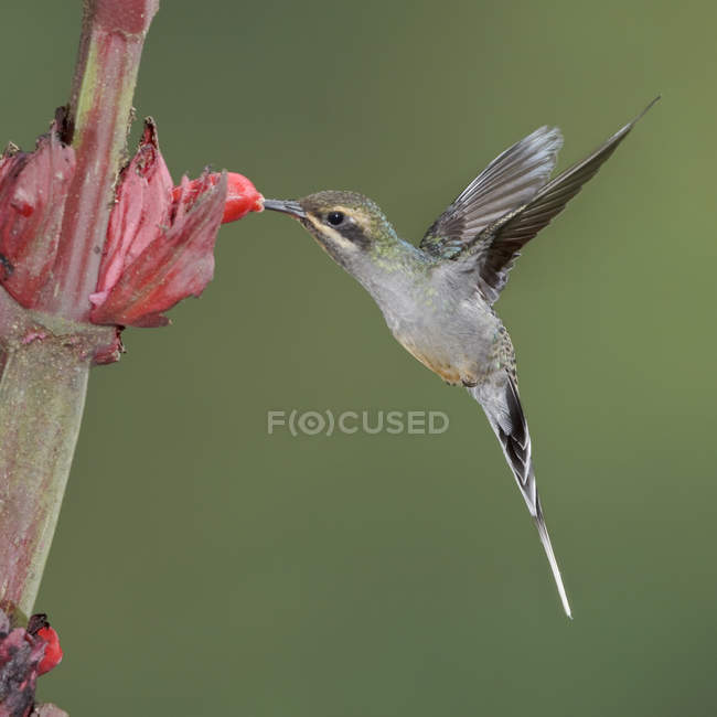 Nahaufnahme eines grünen Einsiedlerkolibris, der sich während des Fluges von tropischen Blumen ernährt. — Stockfoto