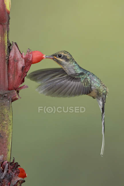 Close-up of green hermit hummingbird feeding at tropical flower while flying. — Stock Photo