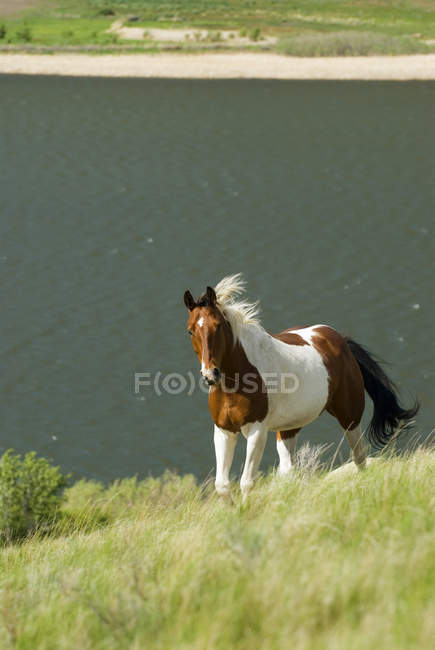 Tobiano malen pferd läuft über kamloops see, britisch columbia, kanada. — Stockfoto