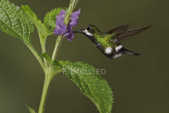 Green Thorntail feeding at purple flowers in flight, close-up. — Stock Photo