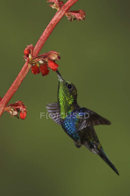 Green-crowned woodnymph feeding at flowers while hovering wings. — Stock Photo