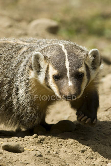 Badger walking on sandy ground, close-up — Stock Photo