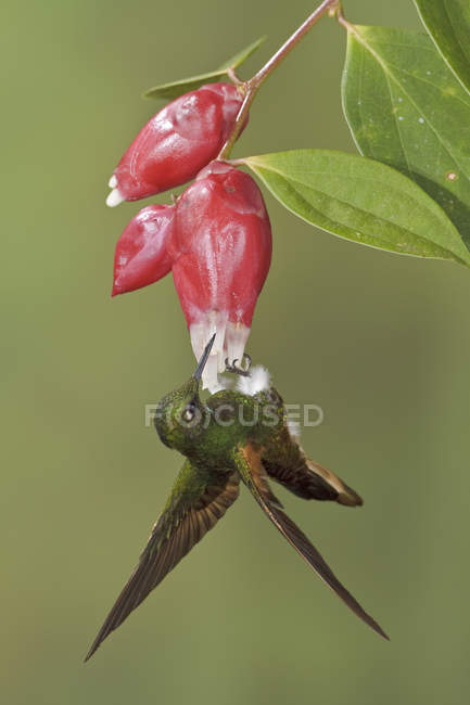 Colibrí de cola de buff que se alimenta de flores mientras vuela, de cerca . - foto de stock