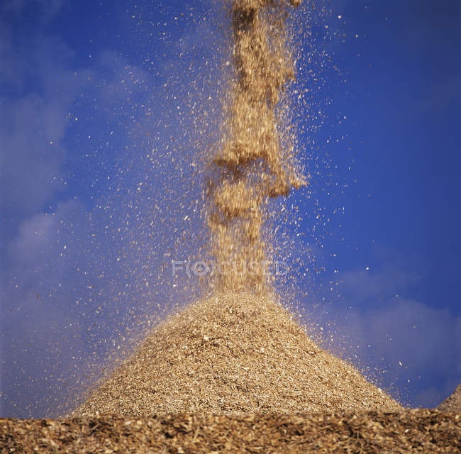 Wood chips falling on pile at paper mill against blue clear sky. — Stock Photo