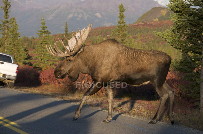 Bull moose crossing park road in tundra forest, Denali National Park, Alaska, Stati Uniti d'America . — Foto stock