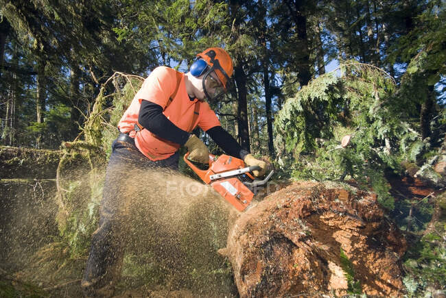 A trail crew for the Quu'as West Coast Trail group works to clear the West Coast Trail from trees that fell in the storms of December 2006. Pacific Rim National Park Reserve, British Columbia, Canada. — Stock Photo