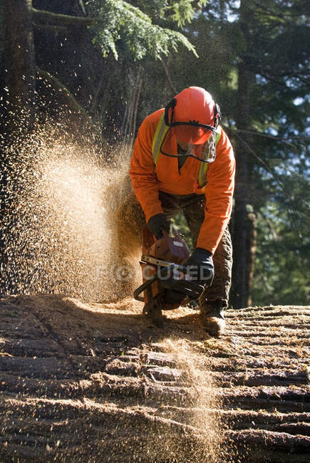 Un equipo de senderos para el grupo de senderos de la costa oeste de Quu 'as trabaja para limpiar el sendero de la costa oeste de los árboles que cayeron en las tormentas de diciembre de 2006. Pacific Rim National Park Reserve, Columbia Británica, Canadá. - foto de stock