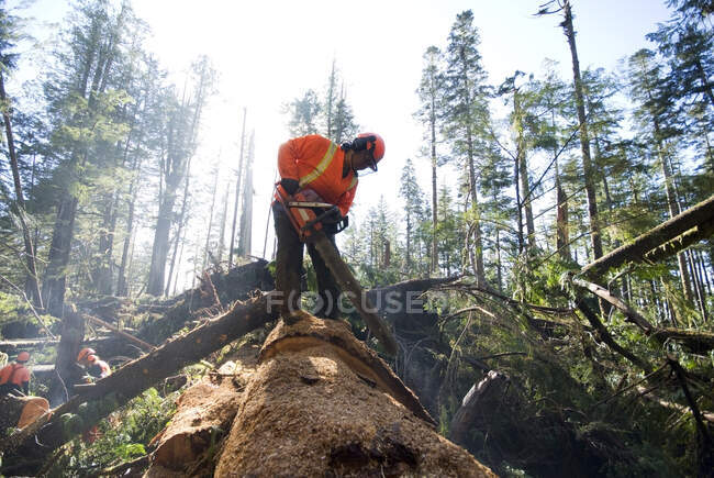 Un equipo de senderos para el grupo de senderos de la costa oeste de Quu 'as trabaja para limpiar el sendero de la costa oeste de los árboles que cayeron en las tormentas de diciembre de 2006. Pacific Rim National Park Reserve, Columbia Británica, Canadá. - foto de stock