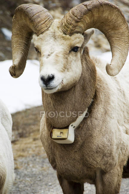 Bighorn pecore con collare radio per il monitoraggio, primo piano . — Foto stock