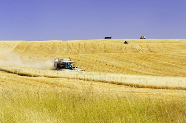 Combine harvesting grain east of Davenport, Washington State, United States of America — Stock Photo