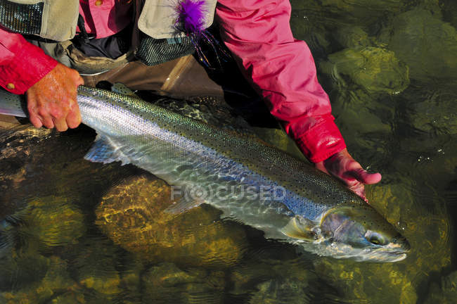 Primer plano del hombre sosteniendo pescado capturado, Dean River, Columbia Británica, Canadá - foto de stock