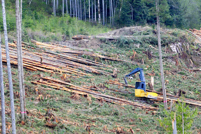 Vue en angle élevé de la machine à couper les arbres et empilés en vue de leur transport à la scierie près de Beaver Cove, Canada . — Photo de stock