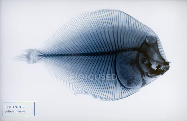 Flounder x-ray image from museum, San Francisco, USA — Stock Photo