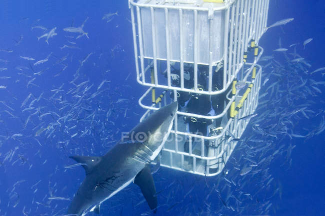 Personnes méconnaissables plongée en cage pour grand requin blanc dans l'eau par Isla Guadalupe, Baja, Mexique — Photo de stock