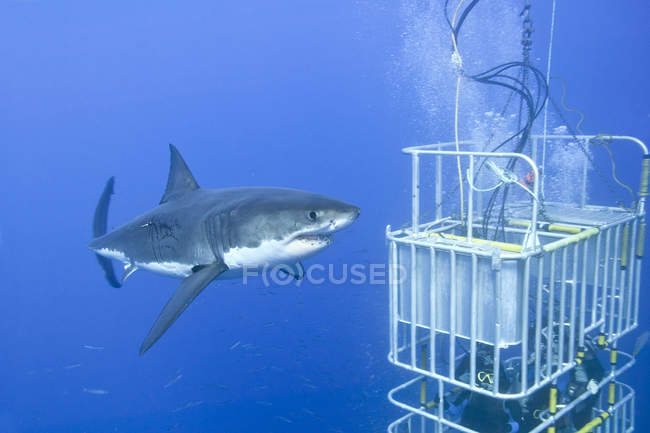 Persone irriconoscibili immersioni in gabbia per grande squalo bianco in acqua di Isla Guadalupe, Baja, Messico — Foto stock
