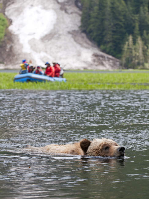 Grizzly urso atravessando estuário como turistas assistindo na área protegida Khutzeymateen, Colúmbia Britânica, Canadá — Fotografia de Stock