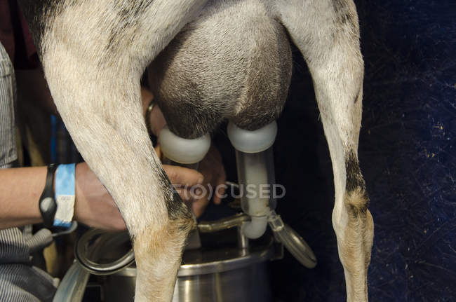 Крупный план фермерских рук, доящих козу в сарае — стоковое фото