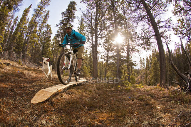 Ein männlicher Mountainbiker fährt die fantastischen Trails von Carcross, Yukon in den Herbstfarben. — Stockfoto
